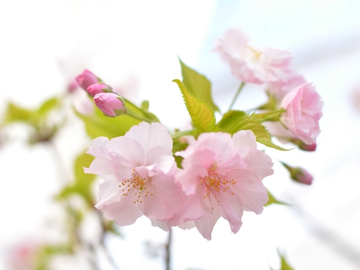 【春の平日限定】花かご御膳で猪苗代の春を堪能♪ レストランでゆったり楽しむ夕食のひととき